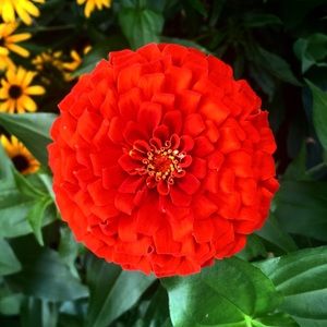 Meet your Posher, Madeleine